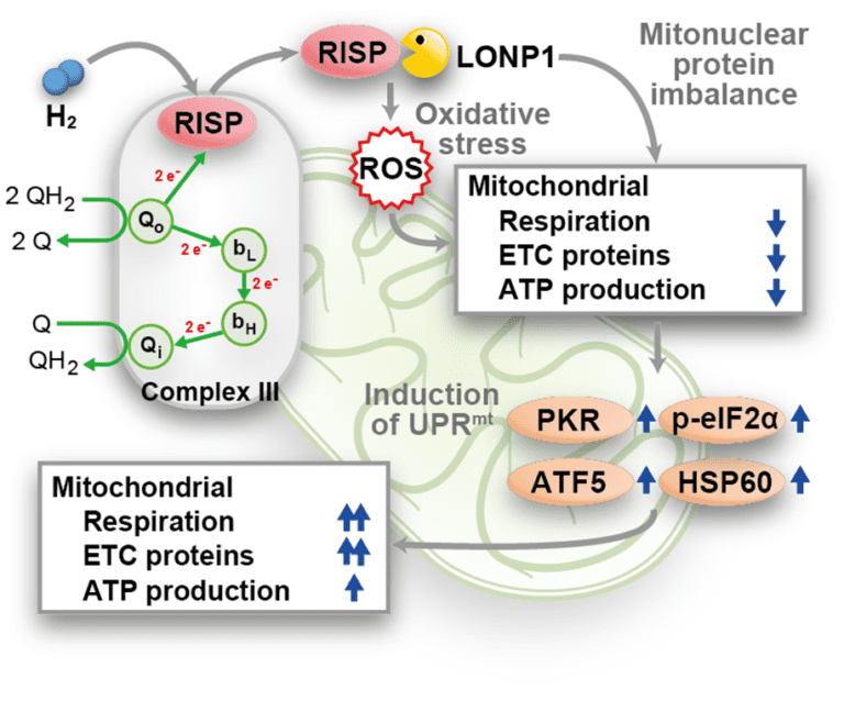 New Breakthrough Study Identifies First Molecular Target of Hydrogen in Human Cells